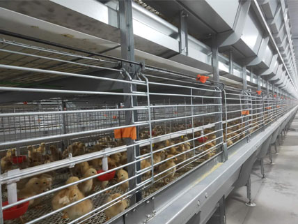 chicks-cages-for-sale