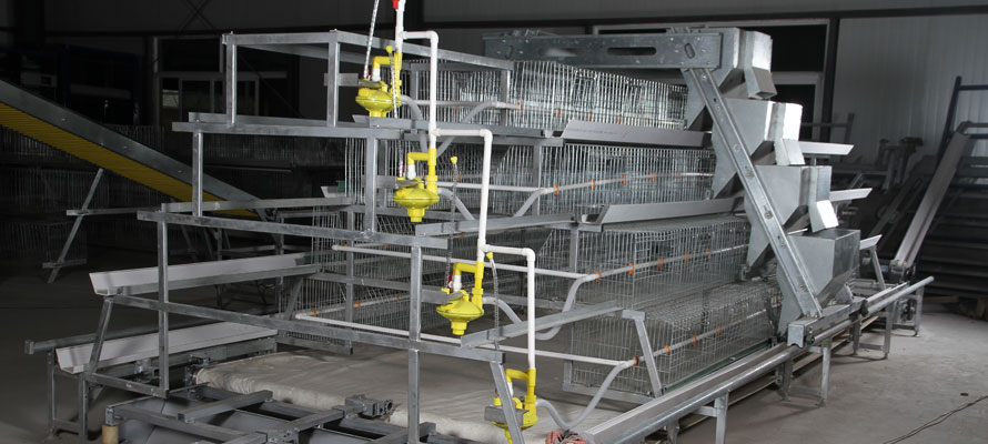 A type pullet cages for sale