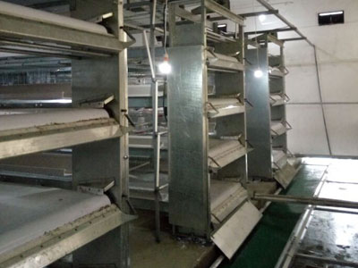 poultry-manure-removal-system-automatic-chicken-manure-cleaning-for-H-type-battery-cage