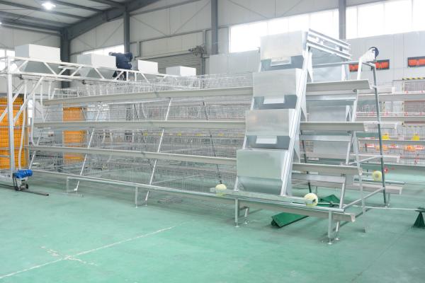 A-type-egg-layers-cages-for-sale.jpg