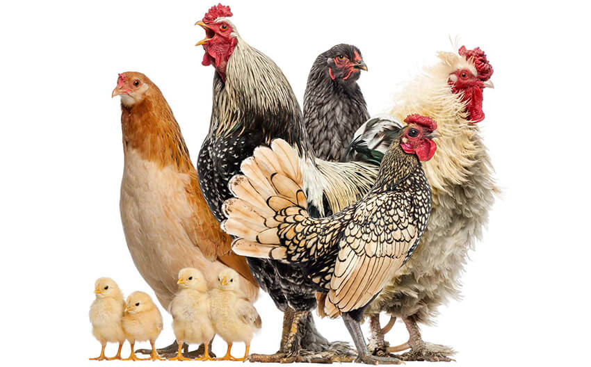 different-types-of-chickens.jpg