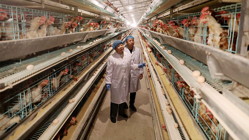 chicken-farming-business.jpg