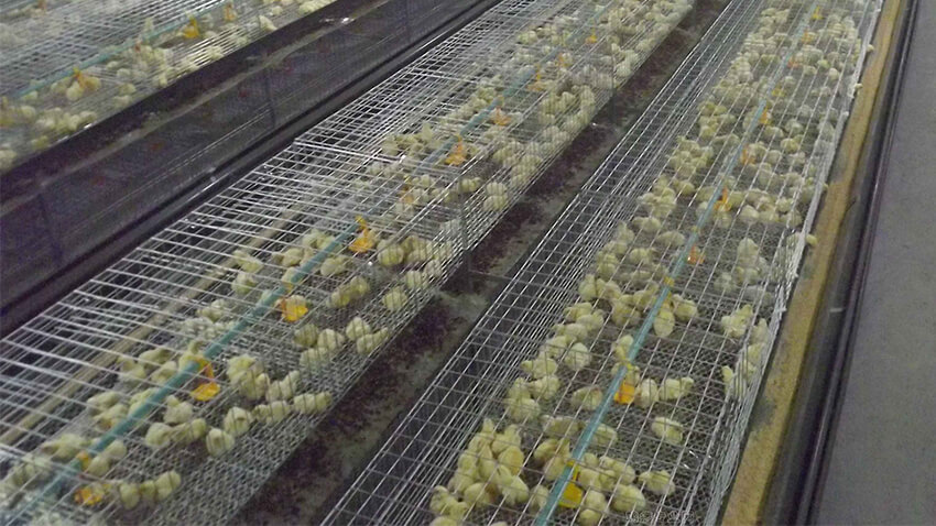 Broiler-Chicken-Farming.jpg